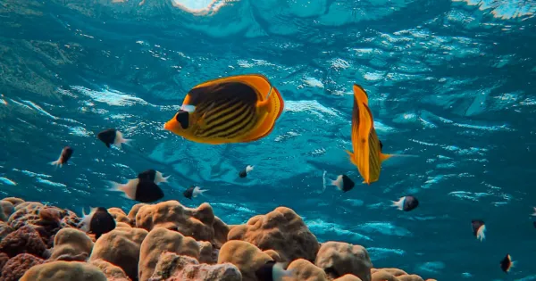 Sharm el-Sheikh vær