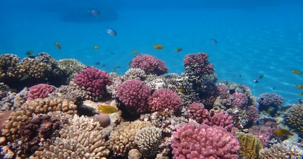 Hurghada vær